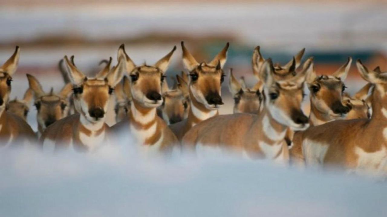 Gannett Peak Lodge باينديل المظهر الخارجي الصورة